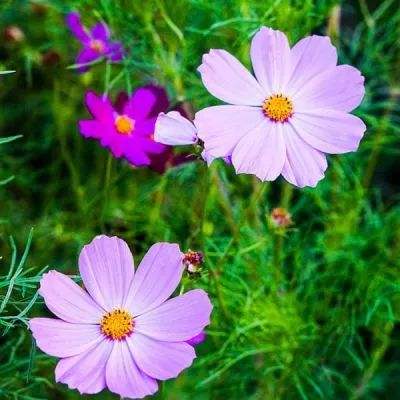 pg电子·模拟器(试玩游戏)app下载